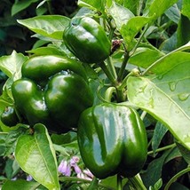 Emerald Giant Sweet Bell Pepper, NON-GMO, Heirloom, Stuffed Peppers, FRE... - $1.97+