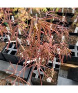 Acer Palmatum Pung Kil Japanese Maple Live Plant 12 Inch Tall 1 Year Gra... - $1,003.81 CAD