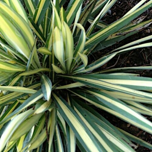 18 YUCCA COLOR GUARD - Live Perennial Plant - aka Adam's Needle - Zones 4 to 10 - $119.70