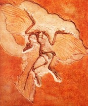 Skeleton Bone Fossil Collection - Archaeopteryx - 20&quot; x 24&quot; Canvas Art P... - $34.99