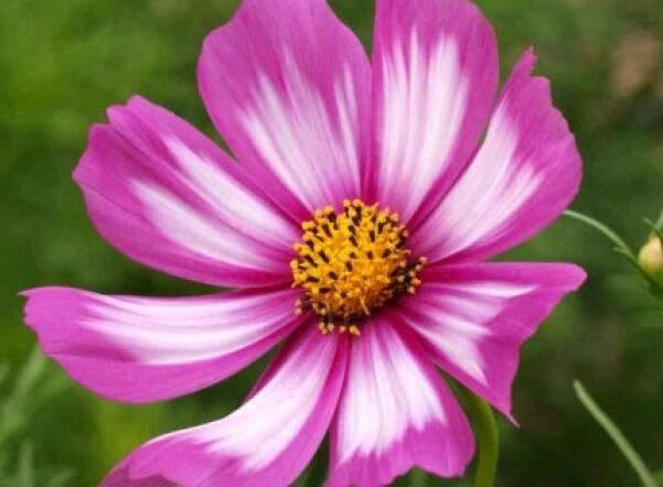SKMO Cosmos Candystripe 30 SKMO Flower Seeds -  - $1.93