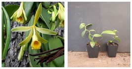 Live STARTER Plant Vanilla Bean Orchid - Vanilla planifolia Green leaf variety - £49.41 GBP