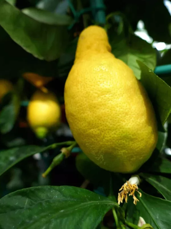 5 Primofiori Lemon Seeds for Garden Planting - $7.97