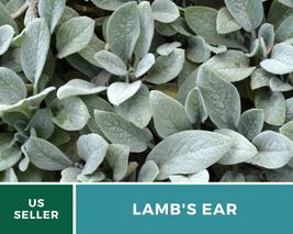 50 Pcs Lamb&#39;s Ear Seeds Medicinal Herb GMO Free Stachys Byzantina Lanata Seed - £15.31 GBP