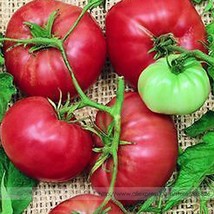 100 Seeds Climbing Trip-L-Crop Tomato Big Fruits Gardening USA Seller - $7.22