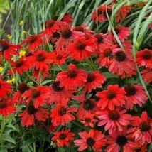 VP 50 Red Salsa Coneflower Seeds Echinacea Perennial Flowers Flower 1381 Usa Sel - £5.60 GBP