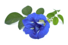 Double Blue Butterfly Pea -10 Seeds -Tropical Plant-See Full Description-Vivid F - £4.73 GBP