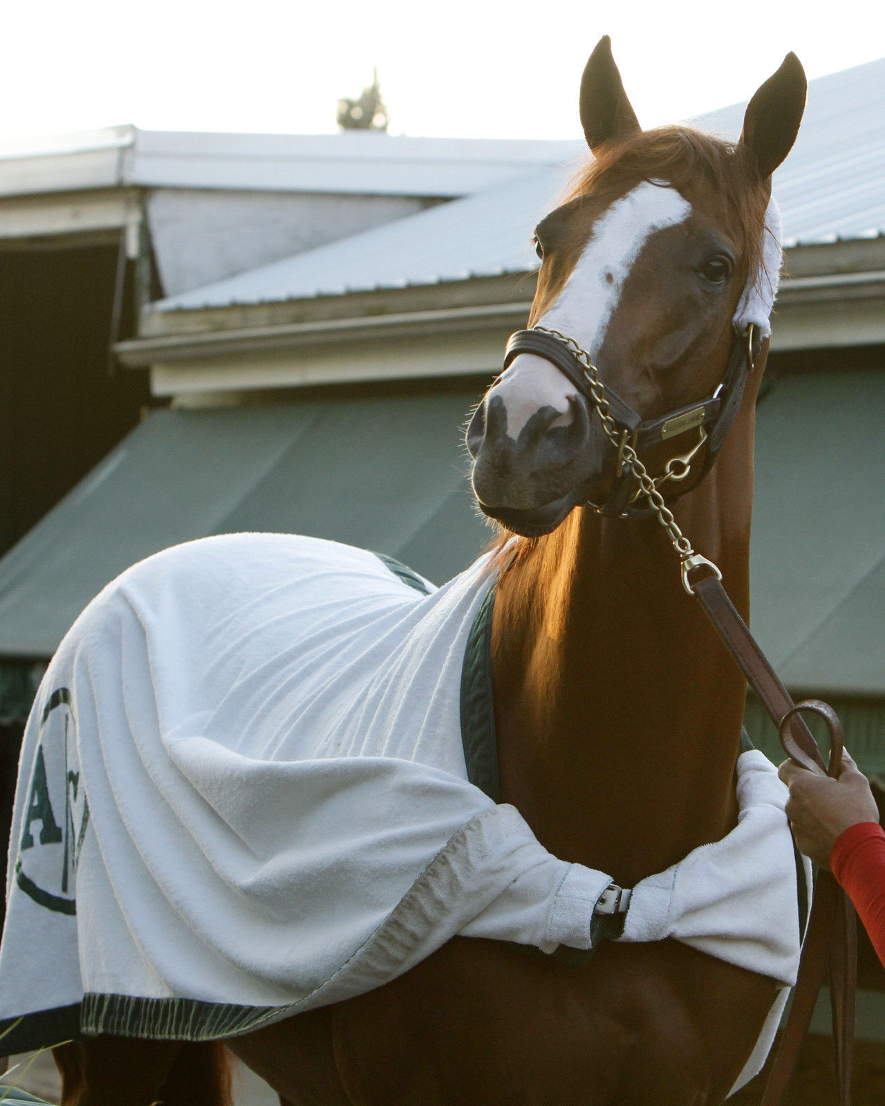 Primary image for 8x10  color photo - headshot of California Chrome