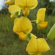 Crotalaria Spectabilis Rattlebox Showy Rattlepod Cats Bell 10 Seeds Gardening US - $18.40