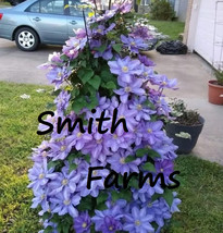 HSeeds 25+ Seeds Lavender Purple Clematis Flowers Climbing Vine Bush Plant Garde - $6.95