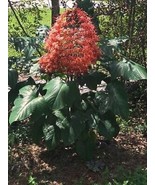 Orange Pagoda Clerodendrum Paniculatum Aka Orange Pyramid Tower Starter ... - $43.98