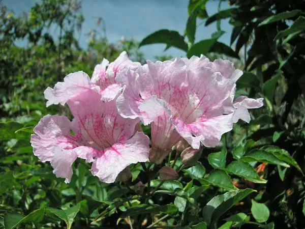 US Seller Podranea Ricasoliana Pink Trumpet Vine Zimbabwe Creeper 20 Seeds - £12.18 GBP