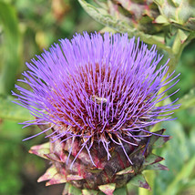 HT Cardoon Seeds 15 Seeds Heirloom Non-Gmo Herb Seeds 1292 Garden Seeds - $186.58 MXN
