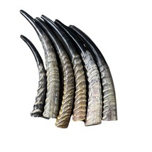 1 Waterbuck Shofar Kosher-Made Horn Shofar, Yemenite  Horn Judaica Shofar - £103.51 GBP