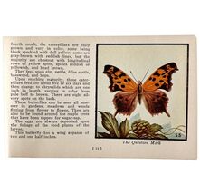 Question Mark Butterfly 1934 Butterflies Of America Antique Insect Art P... - $28.01 CAD