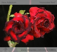 New Fresh 1 Pack 2 Seeds / Pack Rosy Adenium Obesum Hassadee Red Desert ... - $4.16