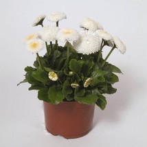 Bellis Seeds Bellis Perennis White English Daisy Flower Seed 5000 Seeds Fresh US - $12.53