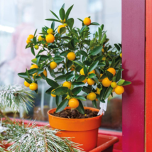 Mini Orange Tree 30 PCS Seeds - $10.38