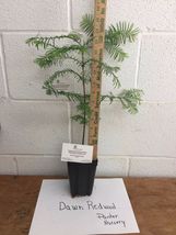Dawn Redwood quart pot (Metasequoia glyptostroboides) image 2