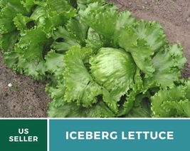 500 Lettuce Iceberg Seeds Lactuca sativa Heirloom Vegetable Open Pollinated - $15.76
