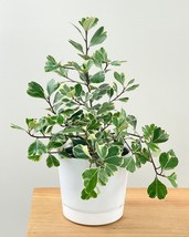 Variegated Ficus Triangularis Live Plant 10 To 12 Inch Tall Ship In 4 In... - $18.98