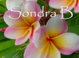 Rare Exotic Sondra B. Hawaiian Lei Tree Plumeria Frangipani tip cutting - $16.99