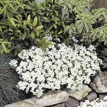 Wall Rock Cress White 200 Seeds Free Shipping - $4.00