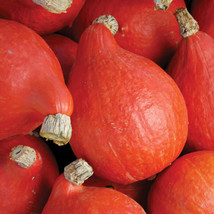 VP Red Kuri Squash 5 Ct Red Uchiki Japanese Orange Hokkai Heirloom Non-Gmo Free  - $3.55