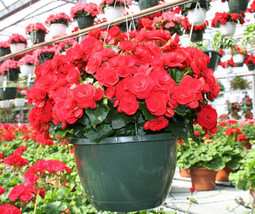 50 Pcs Red Rieger Begonias Seeds From Garden - £3.98 GBP