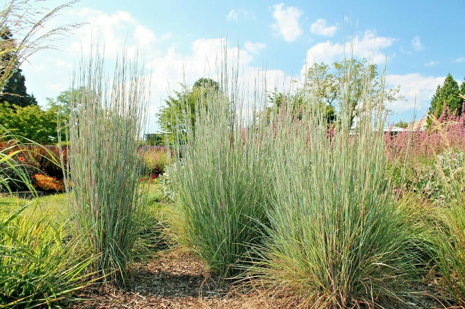 501 Big Bluestem Seeds Native Tall Grass Prairie Ornamental Drought Heat... - $9.41