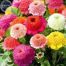 Goodidea Zinnia Scabiosa Flowered Mix Seeds, Professional Pack, 50 seeds, brushy - $5.79