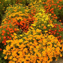 New Fresh Seeds Signet Marigold Starfire Mix 12 Beneficial Cutting Garden 200 Se - $7.96