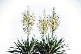 20 Yucca Glauca Soapweed Flower Seeds - A Soap Making Aloe Tropical Bush Palm - £2.17 GBP
