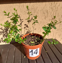 10 piante piantine ligustro gigante sempreverde ligustrum in vaso numera... - $8.32