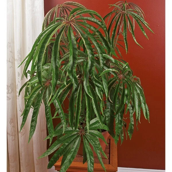 15 Seeds Begonia luxurians – Unique Palmate Leaf Houseplant for Garden - $10.00
