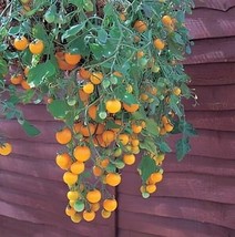 Tomato Tumbling Tom Yellow - Hybrid Garden Vegetable 30 Seeds - $14.00