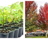 3 Red Maple Tree Live Trees Acer rubrum  - £56.83 GBP