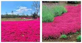 3000 Red Creeping Thyme Seeds Groundcover Fresh - £28.48 GBP