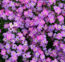 Fast Ship USA Seller Virginia Stock Flower Seeds 1000 Purple Annual Garden Fragr - £3.24 GBP