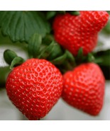 5 Flavorfest Strawberry Roots – Bare Root Plants Sweet, Aromatic Berries - $514.19 MXN