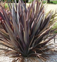 Phormium Tenax Atropurpureum Purple New Zealand Flax Seeds Fresh Seeds Fast Ship - $15.98