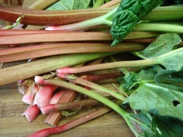 Glaskin&#39;s Perpetual Rhubarb - Rheum rhabarbarum - 80+ seeds (K 002) - £3.17 GBP