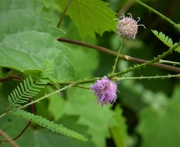 Sensitive Plant 100 Seeds for Planting, Cat&#39;s Claw, Catclaw Brier - £13.54 GBP