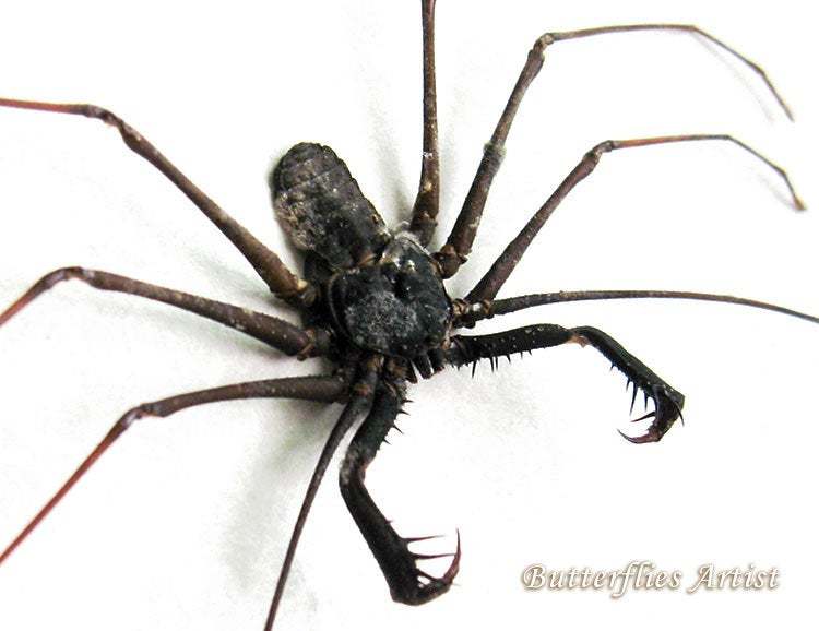 Cave Spider Acanthophrynus Coronatus XL Framed Entomology Collectible Shadowbox - $98.99