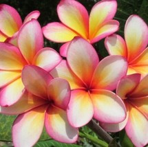 3 Rainbow Hawaiian Plumeria Frangipani 8&quot;- 12”CUTTINGS - £44.84 GBP