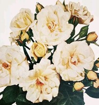 1948 Rose Bright Eyes Flower Art Plate Print Annual Collectible Vintage ... - $364.42 MXN