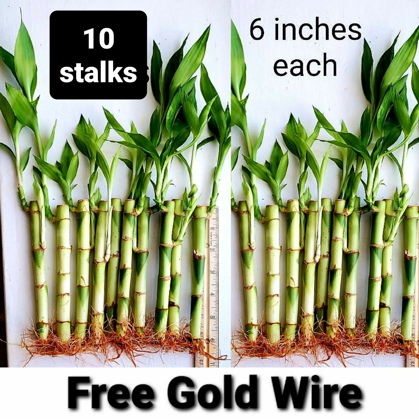 10 Lucky Bamboo Plants 6 Inches FREE Gold Wire, Gift, Feng Shui, Indoor ... - $35.63