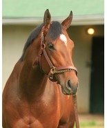 8x10 color photo - headshot  of  UNCLE SIGH KY Derby - $25.00