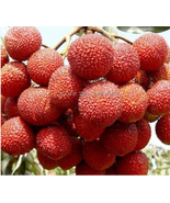 Heirloom Guangdong Sweet Lychee Litchi Fruit, 5 Seeds - £7.62 GBP