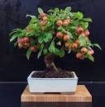 10 Heirloom Indoor Bonsai Red Apple Tree Seeds - $91.79 MXN